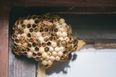 Women are putting wasp nests in their vaginas, and please pray for us all
