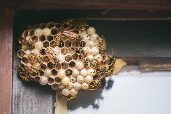 Women are putting wasp nests in their vaginas, and please pray for us all