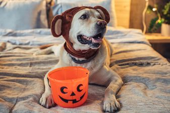 Dog-O-lanterns are literally the cutest Halloween trend we’ve ever seen