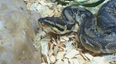 The ISPCA is seeking an experienced home for a rescue python called Penelope