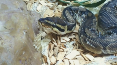 The ISPCA is seeking an experienced home for a rescue python called Penelope