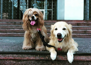 This blind doggo has her own guide dog, and kindly pass the tissues please