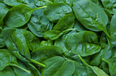 Bags of unwashed spinach leaves recalled from multiple supermarkets due to Listeria presence