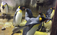 Gay penguins steal chick at zoo after parents ‘neglected’ it