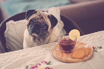 A Dublin pub is hosting a bottomless brunch for dogs and we’ll cheers to that