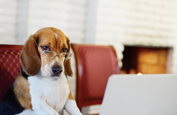 Dogs aren’t as smart as we think they are, but they’re still the ultimate Good Boys