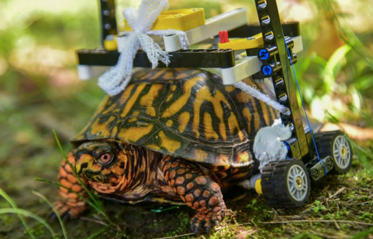 lego turtle