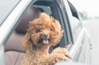 A science study says dogs aren’t all that great… and we absolutely disagree