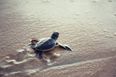 123 baby turtles have reportedly been stolen from the Galapagos Islands