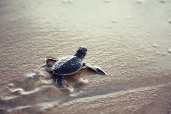123 baby turtles have reportedly been stolen from the Galapagos Islands