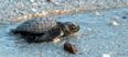 300 ‘washback’ baby turtles are being helped out by a Florida zoo