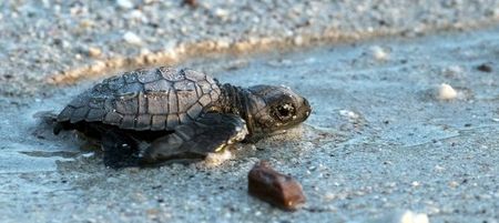 300 ‘washback’ baby turtles are being helped out by a Florida zoo