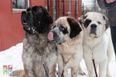 The trio of Saint Bernards that had to be adopted together was our fave animal story of 2018
