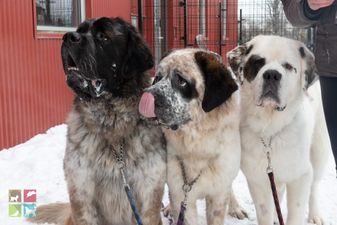 The trio of Saint Bernards that had to be adopted together was our fave animal story of 2018