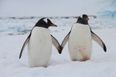 Forget the royal baby, a same-sex penguin couple are incubating an egg