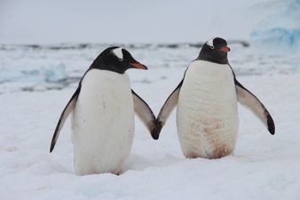 Forget the royal baby, a same-sex penguin couple are incubating an egg