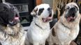 Update: The three Saint Bernard doggos have been adopted!