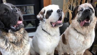Update: The three Saint Bernard doggos have been adopted!