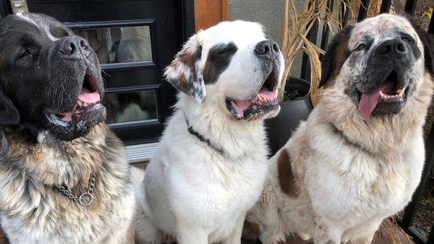 Update: The three Saint Bernard doggos have been adopted!
