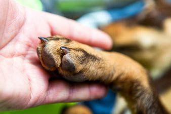 Joy for Kildare family as their dog is found alive four months after going missing