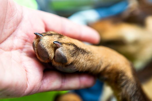 Joy for Kildare family as their dog is found alive four months after going missing