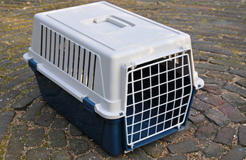 Lonely man buys dog ‘for cheap’ only to discover it is, in fact, a rat