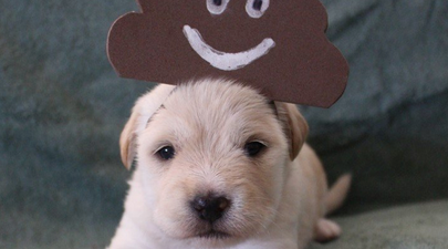 This farm made Halloween costumes for puppies and trust us, it’s worth the scroll