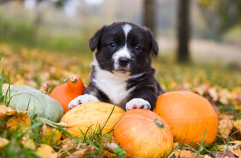 DSPCA issue a list on how to keep your pet safe over the Halloween weekend