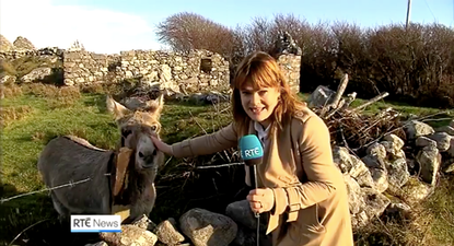 Teresa Mannion’s news report on the viral opera singing donkey in Galway is a must-watch