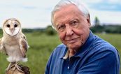 David Attenborough’s new documentary, Life in Colour, comes to Netflix today
