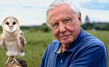 David Attenborough’s new documentary, Life in Colour, comes to Netflix today