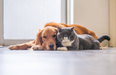 Dogs are now officially more affectionate than cats, according to research