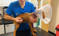 Puppy saved by vets after he swallows arrow the length of his body
