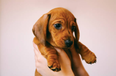 Sorry, but a restaurant is paying people $100 an hour to play with puppies