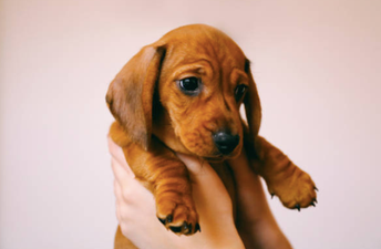 Sorry, but a restaurant is paying people $100 an hour to play with puppies