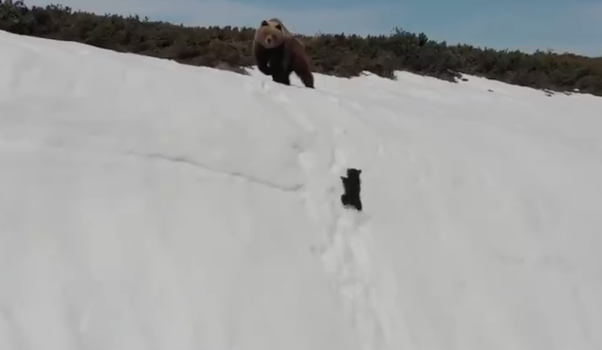 Our nerves are in TATTERS over this baby bear trying to climb through snow to reach his mum