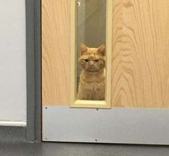 Calling all crazy cat ladies, we’d like to introduce you to Grumpy Cat 2.0