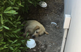 Lonely dog found living in the dirt for months after his family moved away and left him