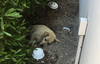 Lonely dog found living in the dirt for months after his family moved away and left him