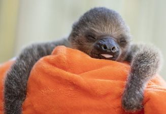 There’s a winking baby sloth on the block and can you handle how cute he is?