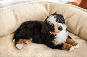 We just found a Christmas gift for our dogs because heated doggy beds are now a thing