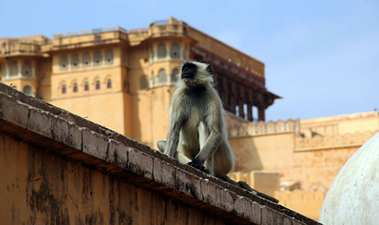 Newborn baby snatched and killed by monkey in India