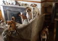 Wicklow man rescues 70 dogs in his own home, but can’t afford to keep them anymore