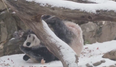 Happy Friday! Here’s a video of a panda rolling around in the snow