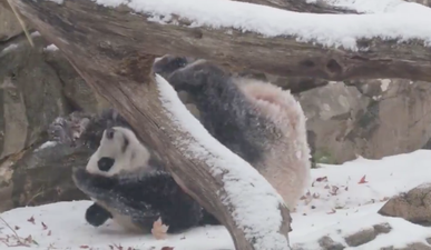 Happy Friday! Here’s a video of a panda rolling around in the snow