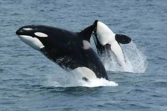Two killer whales were just spotted swimming off the coast of DUBLIN