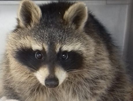 Scottish SPCA to rehome pet racoon and where do we sign the adoption papers?
