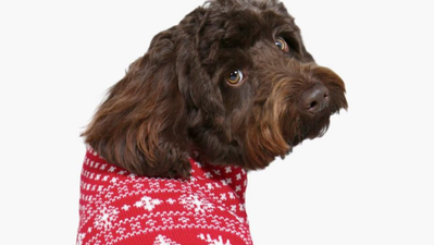 Boohoo is selling MATCHING dog and human Christmas jumpers