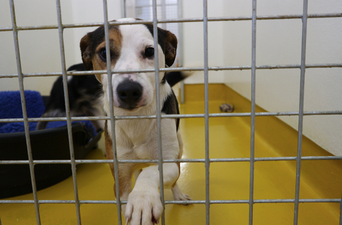 Looking to adopt? The ISPCA needs homes for 9 ‘fabulous’ rescue dogs