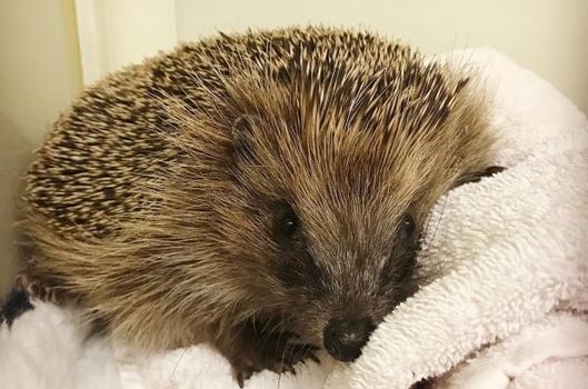 Queen guitarist Brian May rescued an injured hedgehog and documented it on Instagram